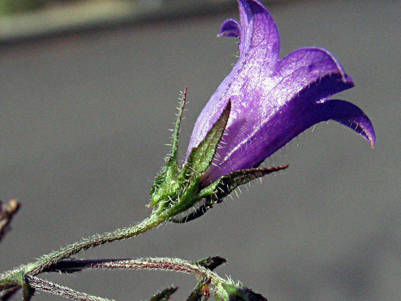 Campanula sibirica / Campanula siberiana